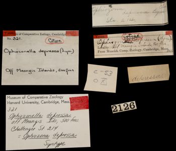 Media type: image; Invertebrate Zoology OPH-321 Aspect: labels